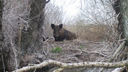 Speciile dăunătoare din Delta Dunării, în bătaia puştii