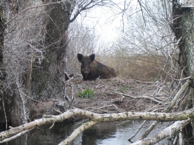 Speciile dăunătoare din Delta Dunării, în bătaia puştii