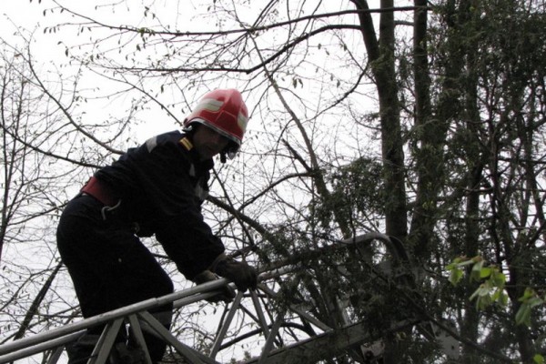 (UPDATE) Pisică rămasă captivă, pe strada Preda Buzescu. Pompierii încearcă să o salveze