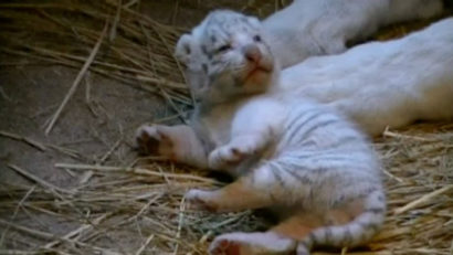 VIDEO: Patru pui de tigru alb s-au născut într-o grădină zoologică din Japonia