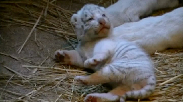 VIDEO: Patru pui de tigru alb s-au născut într-o grădină zoologică din Japonia