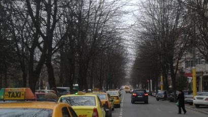Ce spun constănțenii despre toaletarea copacilor