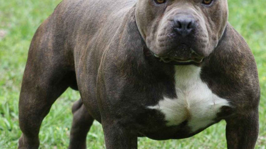 ȘOCANT: O femeie din Drobeta Turnu Severin, mâncată de propriul câine