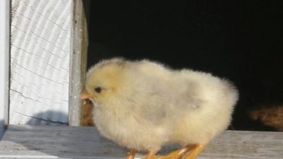 Puiul patruped a ieşit din găoace în România