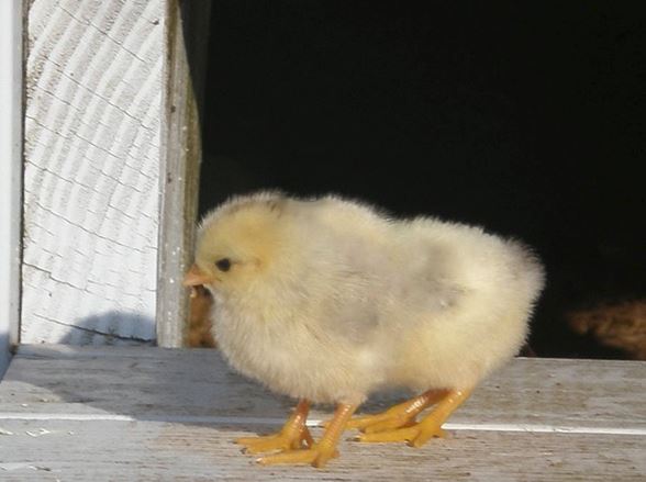 Puiul patruped a ieşit din găoace în România