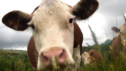 Mănânci carne? Află câte animale se sacrifică pentru fripturile tale de-a lungul vieţii