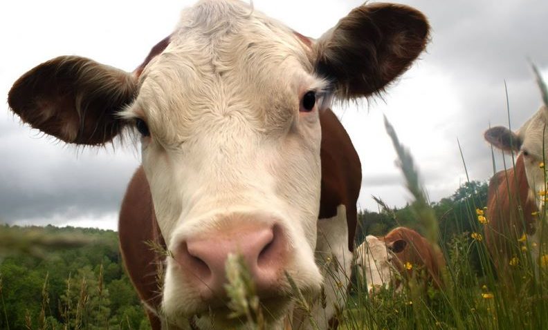 Mănânci carne? Află câte animale se sacrifică pentru fripturile tale de-a lungul vieţii