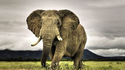 Albinele, şobolanii şi elefanţii – geniştii lumii animalelor