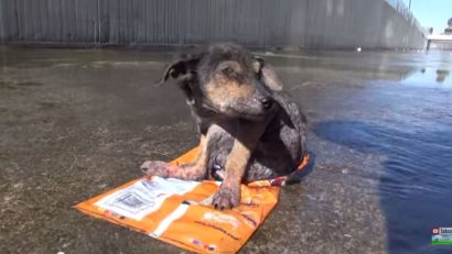 (VIDEO) Bătut şi aruncat de pe pod, un căţel învinge destinul