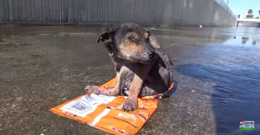 (VIDEO) Bătut şi aruncat de pe pod, un căţel învinge destinul