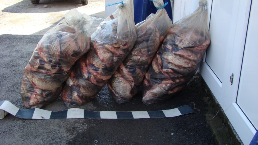 Şalău, crap şi somn. BRACONAJ la Enisala