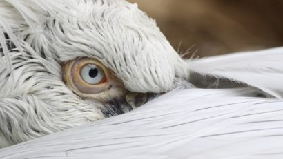 Gripă aviară în Dobrogea!