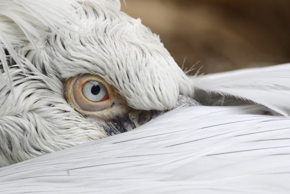 Gripă aviară în Dobrogea!