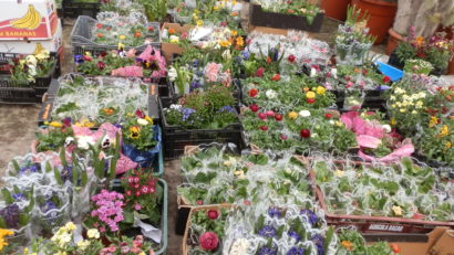 (AUDIO+FOTO)Colorit floral la Mihai Viteazu