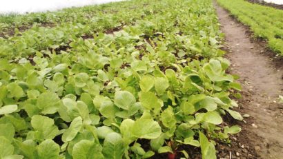 AUDIO: Tinerii se plâng că nu au bani, dar nu vor să muncească!