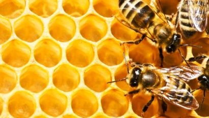 Roiesc problemele în jurul apicultorilor români