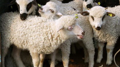Preţul corect la carnea de miel – 23 de lei