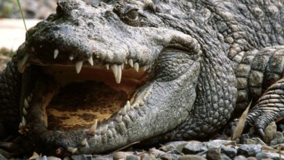 Sângele de crocodil, sursa unei noi generaţii de antibiotice