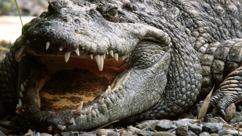 Sângele de crocodil, sursa unei noi generaţii de antibiotice
