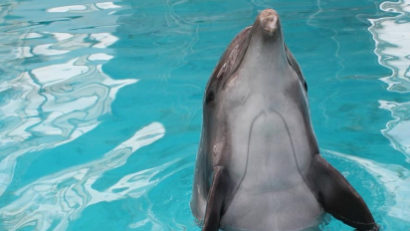 Delfin, caut familie! Află cum poţi adopta un delfin în 2015