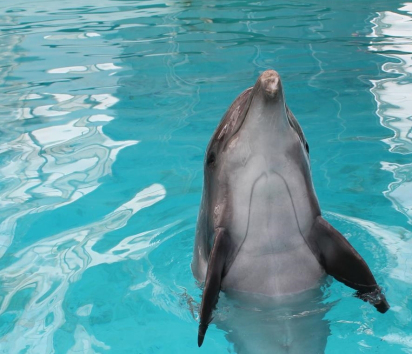 Delfin, caut familie! Află cum poţi adopta un delfin în 2015