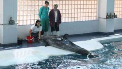 Delfinariul din Constanţa caută antrenori