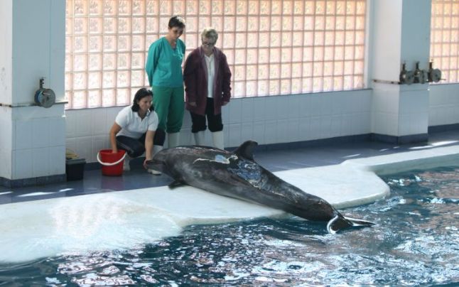 Delfinariul din Constanţa caută antrenori