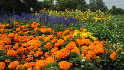 Grădina botanică a Constanţei va avea şi un colţ amenajat în stil japonez