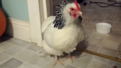 VIDEO: Dacă găinile fac gripă aviară, de ce nu ar strănuta?