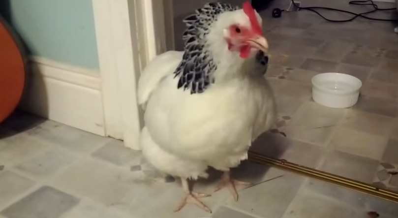 VIDEO: Dacă găinile fac gripă aviară, de ce nu ar strănuta?