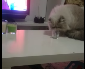 VIDEO: Motanul care sparge vesela – vedetă pe YouTube
