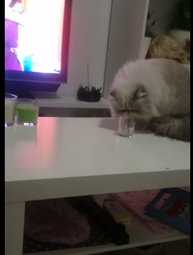 VIDEO: Motanul care sparge vesela – vedetă pe YouTube