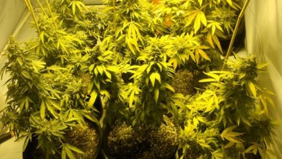 Cultivator de marijuana, trimis în judecată în stare de arest