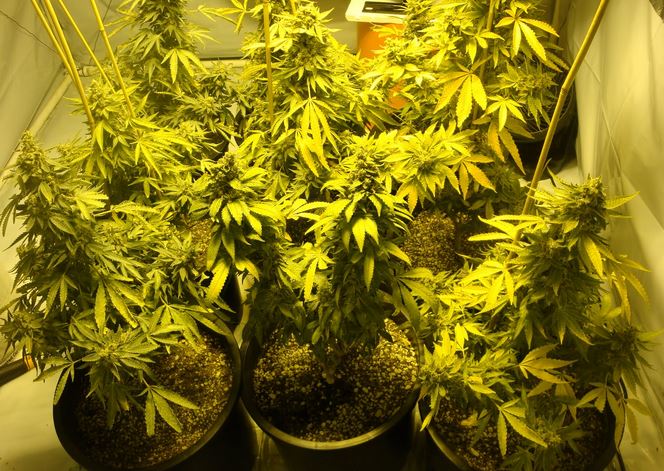 Cultivator de marijuana, trimis în judecată în stare de arest