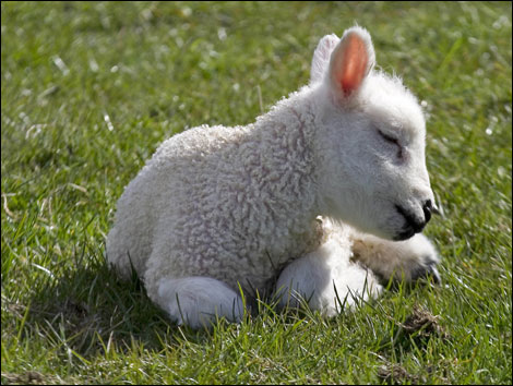 23 de lei – preţul corect la carnea de miel, anul acesta