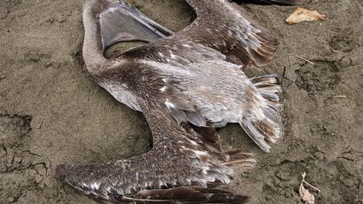 Analizele de laborator au confirmat: GRIPA AVIARĂ a revenit în Dobrogea