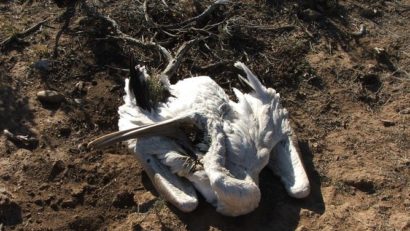 Autorităţile din Constanţa şi Tulcea se pregătesc, din nou, să lupte cu gripa aviară