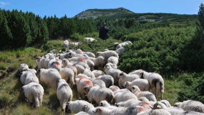 Crescătorii de ovine şi caprine primesc banii pentru animale