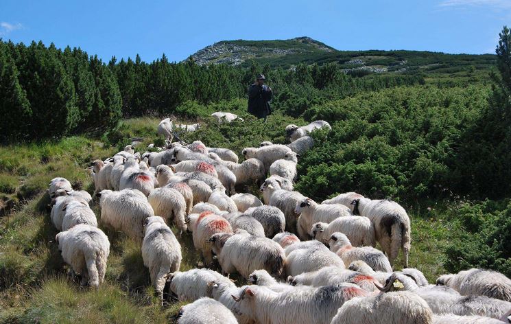Crescătorii de ovine şi caprine primesc banii pentru animale