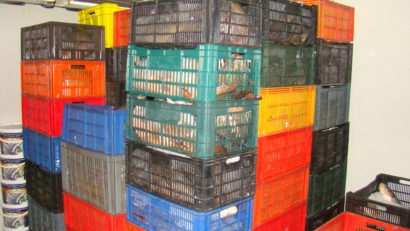 Peste două tone de peşte confiscate de poliţiştii de frontieră constănţeni