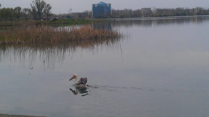 Pelican rătăcit pe Lacul Tăbăcărie