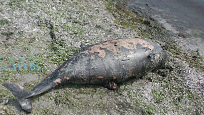 Delfin eşuat la Costineşti