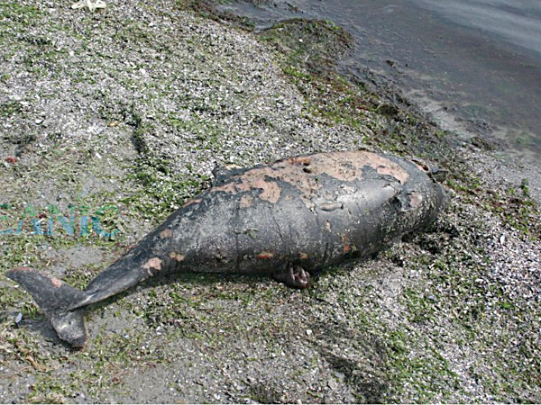 Delfin eşuat la Costineşti