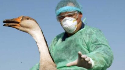 Ce trebuie să ştie crescătorii de păsări pentru a preveni gripa aviară