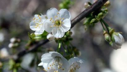 Cum va fi vremea în weekend-ul Floriilor