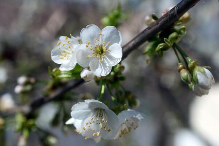 Cum va fi vremea în weekend-ul Floriilor