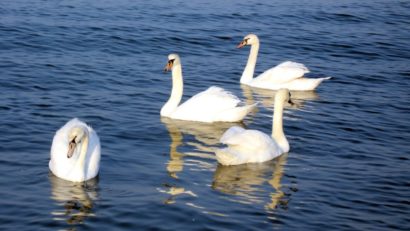 (FOTO) Au revenit lebedele în Golful Turcului