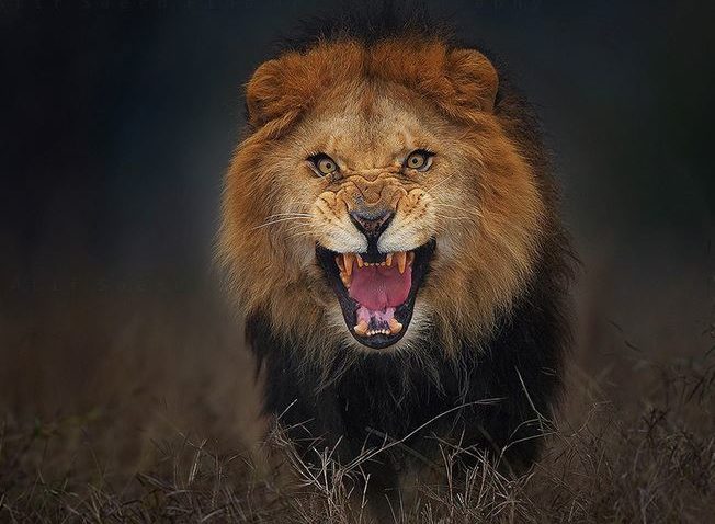 La un pas de a fi mâncat