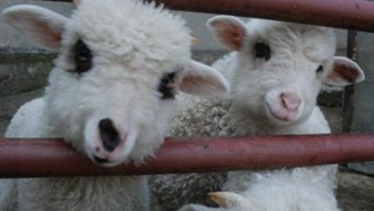 Românii sunt tradiţionalişti dar unele tradiţii îi nemulţumesc pe iubitorii de animale