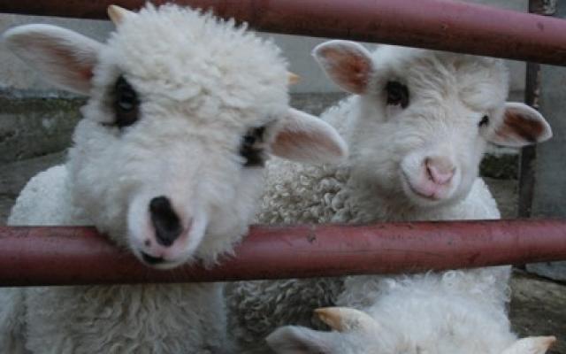Românii sunt tradiţionalişti dar unele tradiţii îi nemulţumesc pe iubitorii de animale